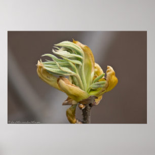 Póster Springs Leaves Unfurl Poster