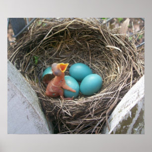 Póster springs_new_born_firstborn