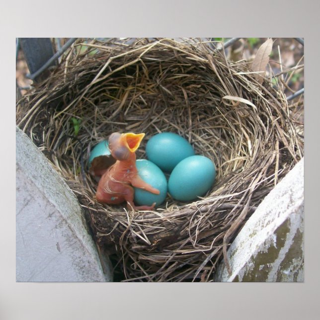 Póster springs_new_born_firstborn (Frente)