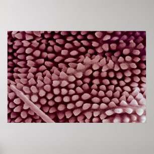 Póster Springtail - trasero