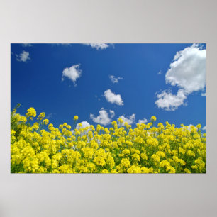 Póster Springtime Meadow