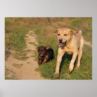 Póster Sprint - Labrador y Poster Dachshund