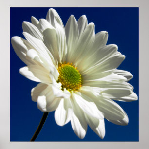 Póster Square Daisy Poster
