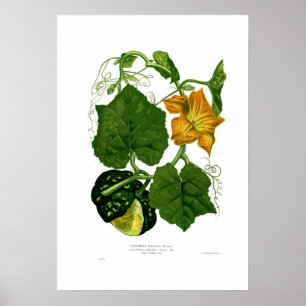 Póster Squash