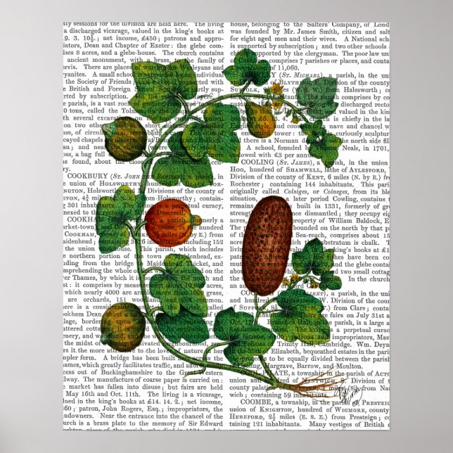 Póster Squash Vine 3 (Frente)