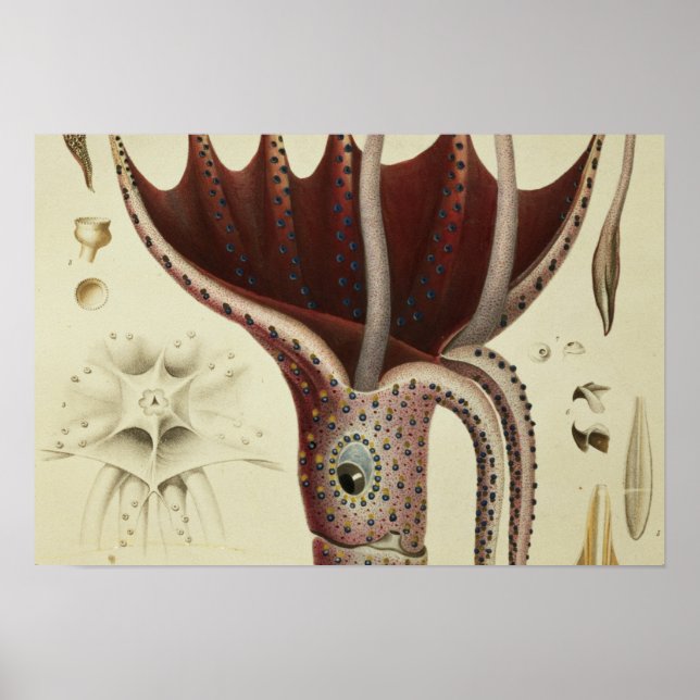 Póster Squid, Pl.2 de 'Histoire Naturelle' (Frente)