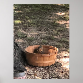 Póster Squirrel