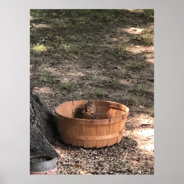 Póster Squirrel (Frente)