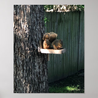 Póster Squirrel