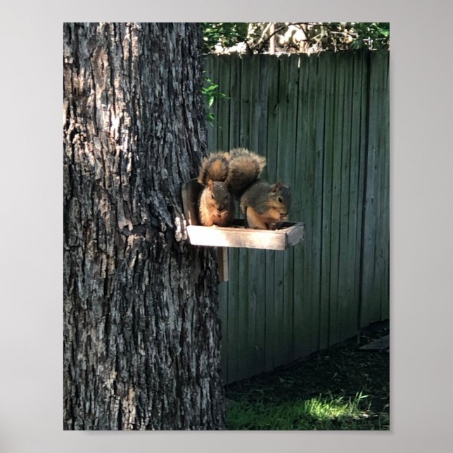 Póster Squirrel (Frente)