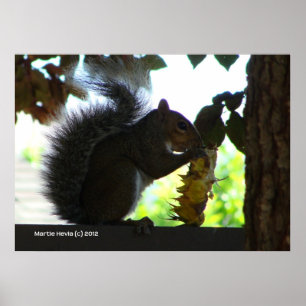 Póster Squirrel Comer girasol