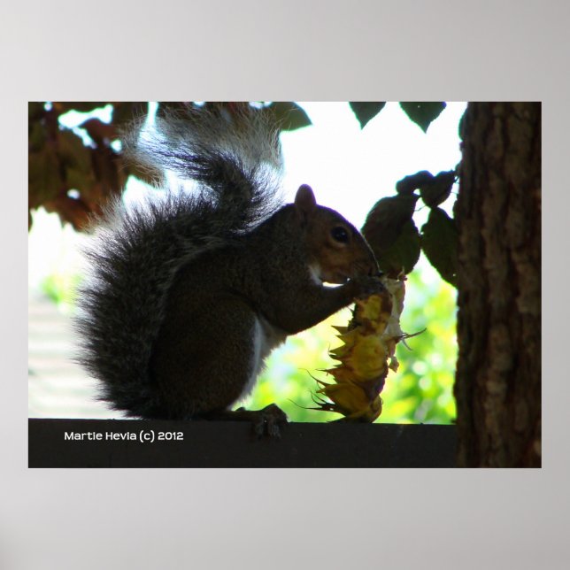 Póster Squirrel Comer girasol (Frente)