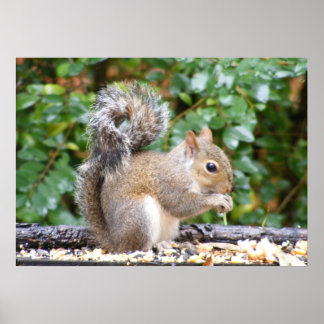 Póster Squirrel Cutie