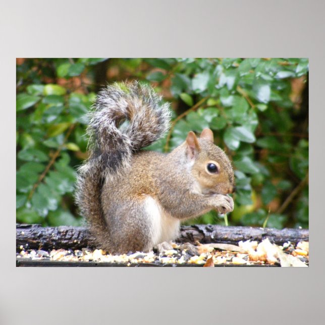 Póster Squirrel Cutie (Frente)