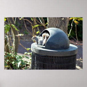 Póster Squirrel in Trash Can
