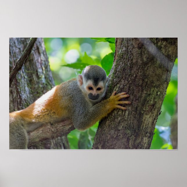 Póster Squirrel monkey in Manuel Antonio NP - Costa Rica (Frente)