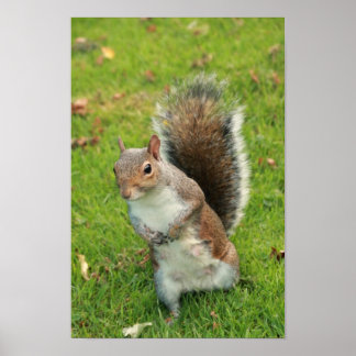 Póster Squirrel Poster