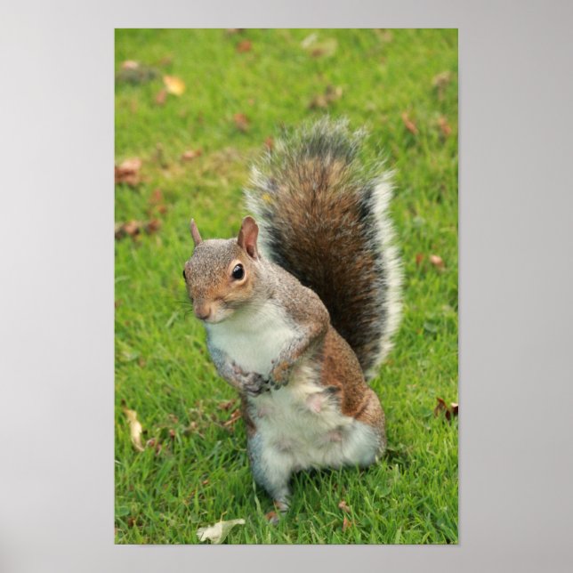 Póster Squirrel Poster (Frente)