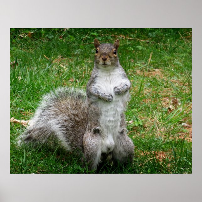 Póster Squirrel Standing (Frente)