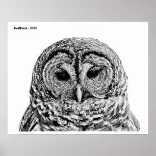 Póster Sr. Barred Owl - 2025