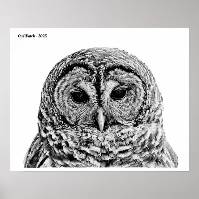 Póster Sr. Barred Owl - 2025 (Frente)