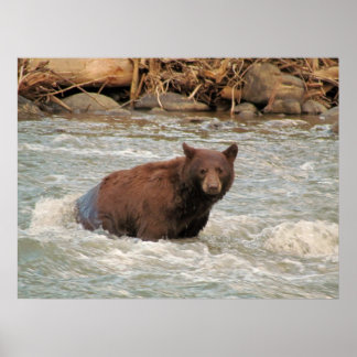Póster Sr. Bear