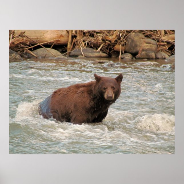 Póster Sr. Bear (Frente)