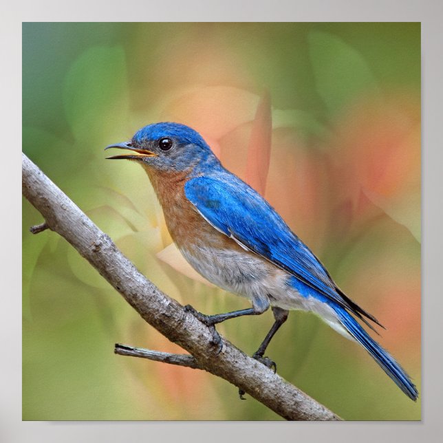 Póster Sr. Beautiful Bluebird (Frente)