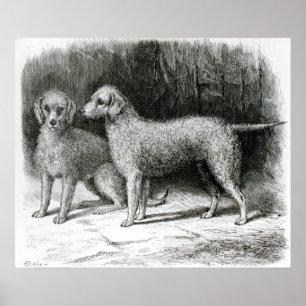 Póster Sr. F. Armstrong de los terrieres de Bedlington