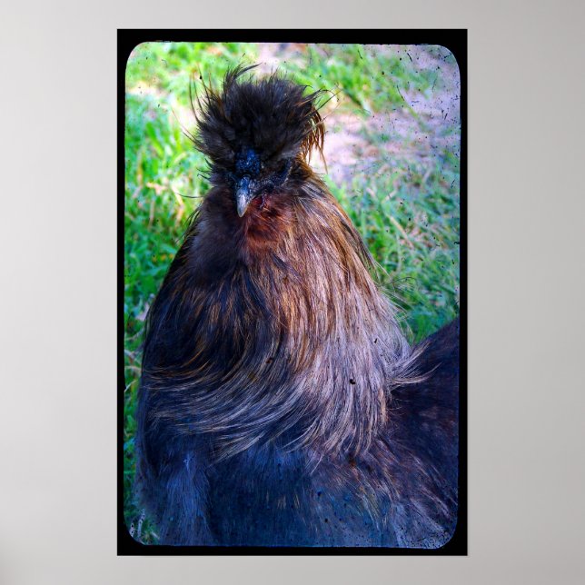 Póster Sr. Fluffy el gallo de Silkie (Frente)