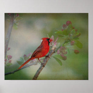 Póster Sr. hermoso Cardinal