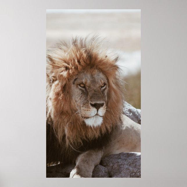 PÓSTER SR. LION (Frente)