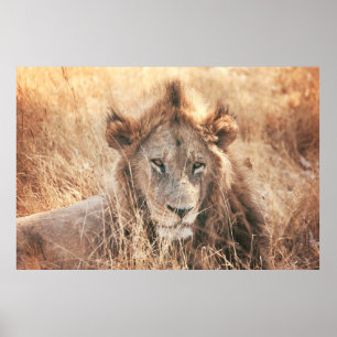 PÓSTER SR. LION KING