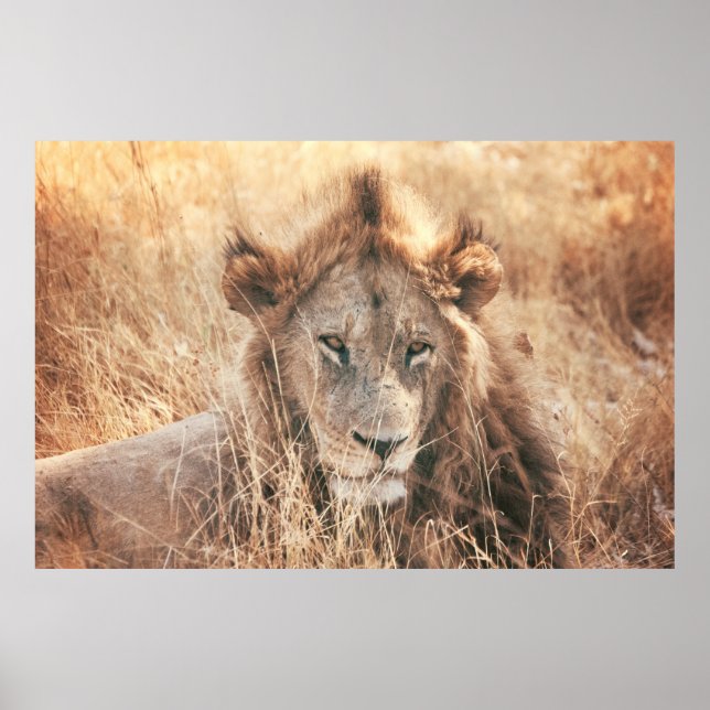 PÓSTER SR. LION KING (Frente)