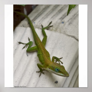 Póster Sr. Lizard