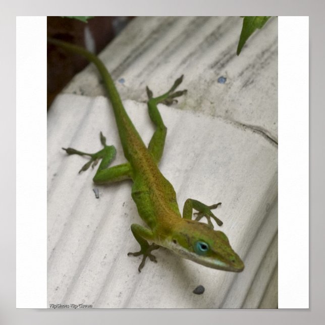 Póster Sr. Lizard (Frente)