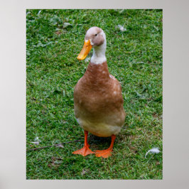 Póster Sr. Pato