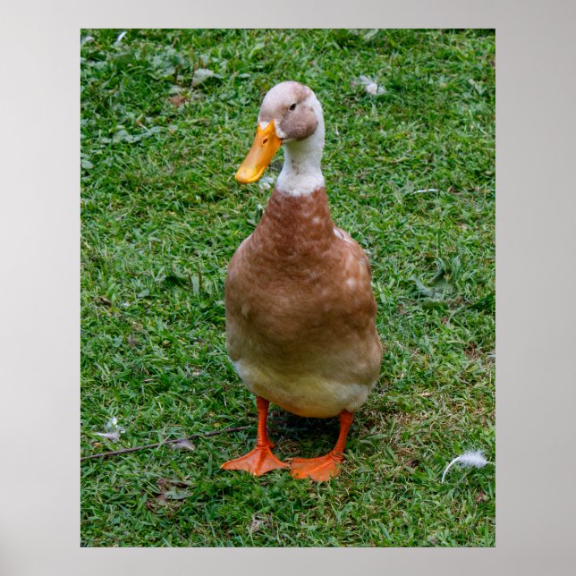 Póster Sr. Pato (Frente)