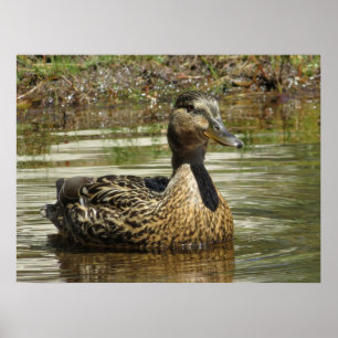Póster Sr. Quack