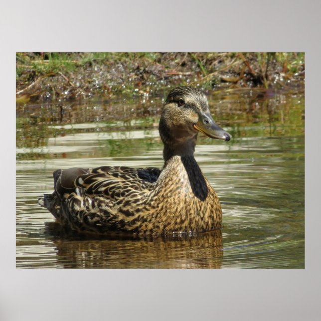 Póster Sr. Quack (Frente)