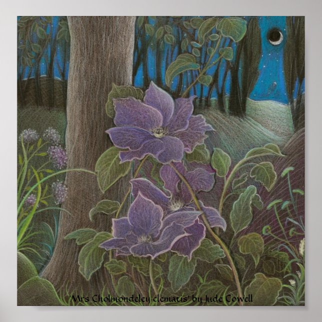Póster "Sra. Cholmondeley clematis por Moonlight" (Frente)