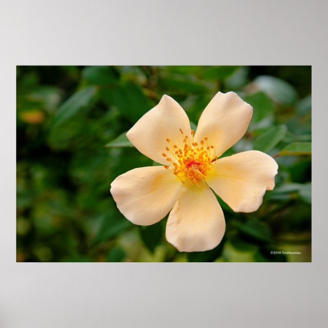 Póster Sra. Oakley Fisher Rosa (Frente)