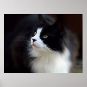 Póster Srta. Fluffy