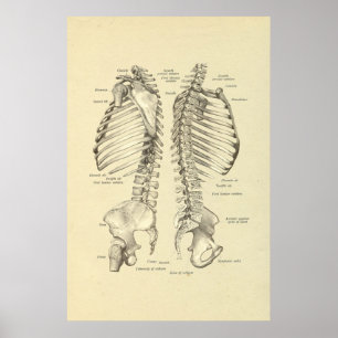 Póster Ssection cruzado esquelético humano de la
