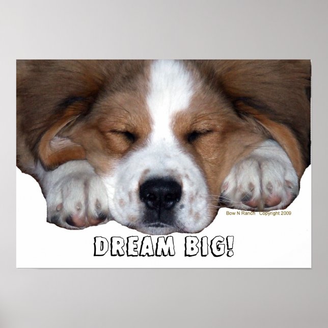 Póster St. Bernard Sleeping Puppy Dog : Dream BIG! (Frente)