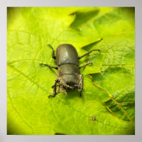 Stag Beetle , escarabajos , Bug