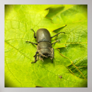 Póster Stag Beetle , escarabajos , Bug