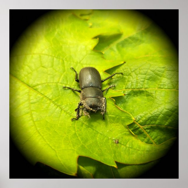 Póster Stag Beetle , escarabajos , Bug (Frente)