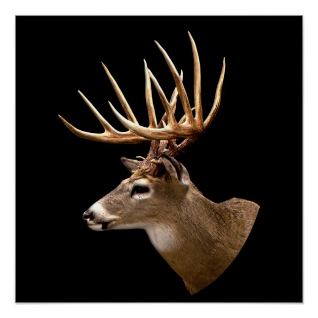 Póster Stag Buck Deer (Anverso)