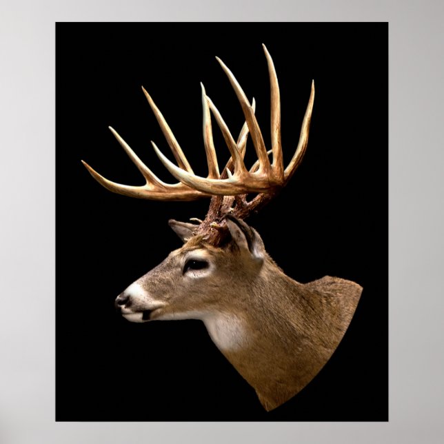 Póster Stag Buck Deer (Frente)